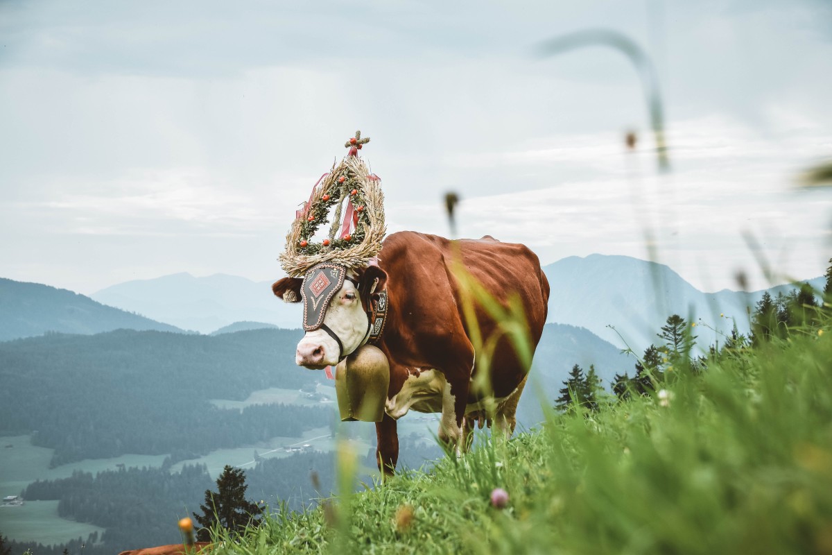 Bild Veranstaltung Almabtrieb von der Staller Alm